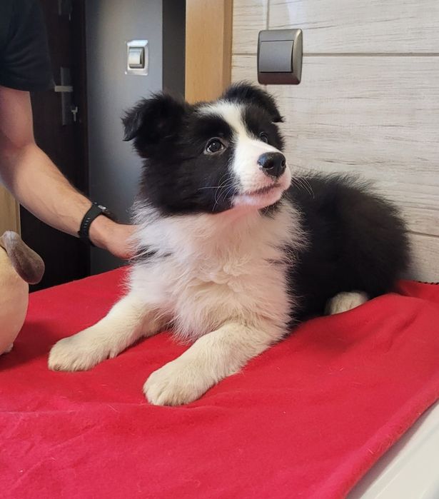 Border Collie suczka