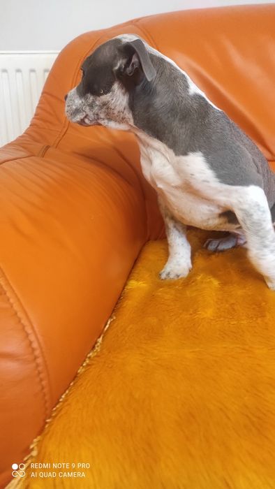 Amstaff blu z rodowodem