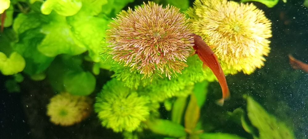 Limnophila Sessiliflora
