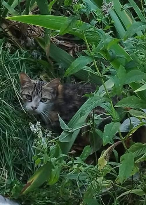 Обирай кицю чи котикм