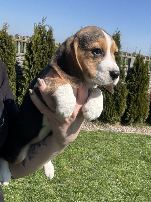 Beagle suczka  szczeniak