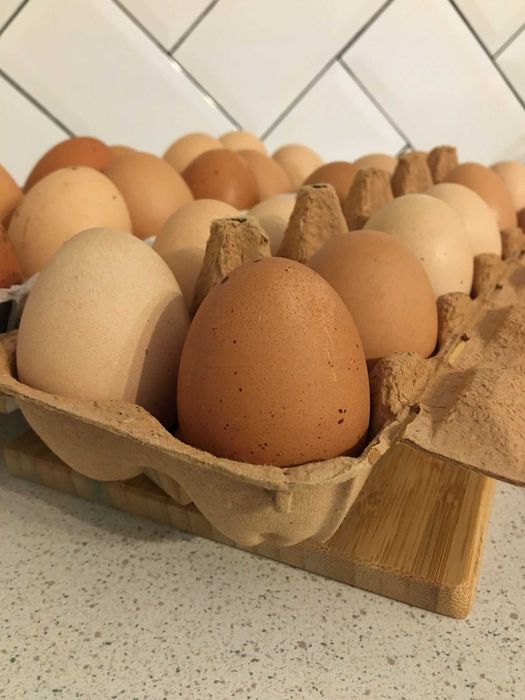 Ovos, Galinhas, Codornizes