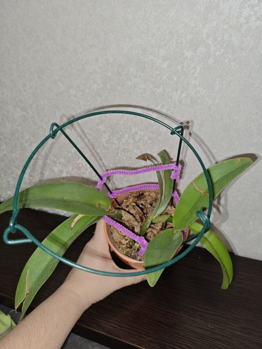 Катлея George King Serendibity