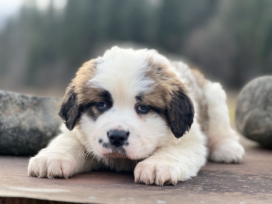 Маленька дівчинка сенбернар