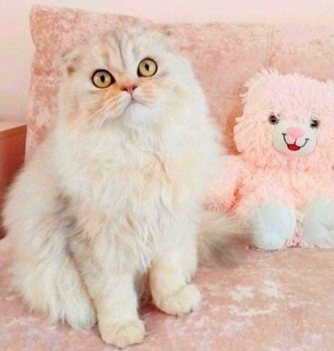 Срібний красунчик хлопчик шиншилка Скотіш фолд