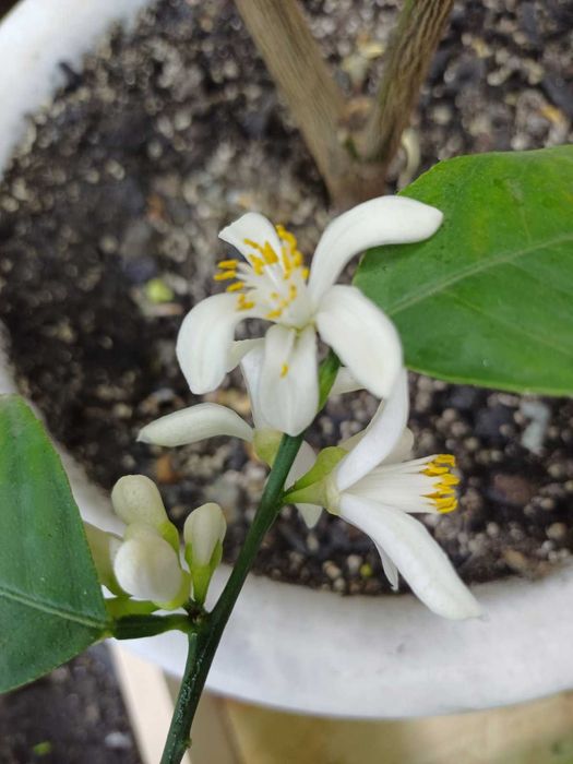 Лимон домашній РОЗПРОДАЖ сорт Павлівський Фікус крупномір Алі