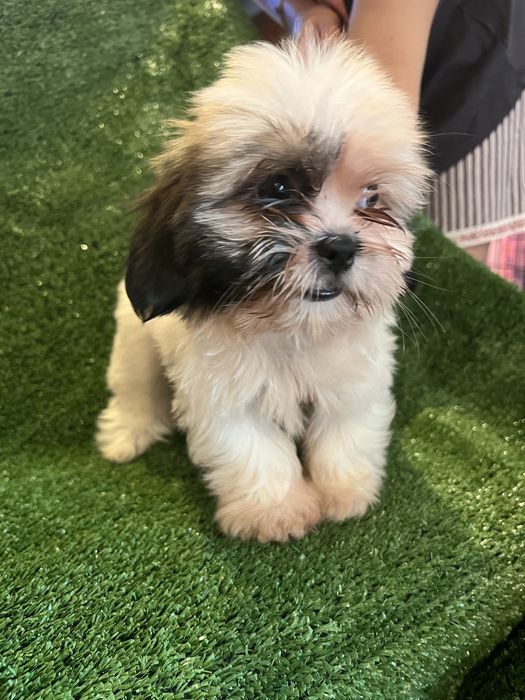 Shi-tzu.excelemte femea mni
