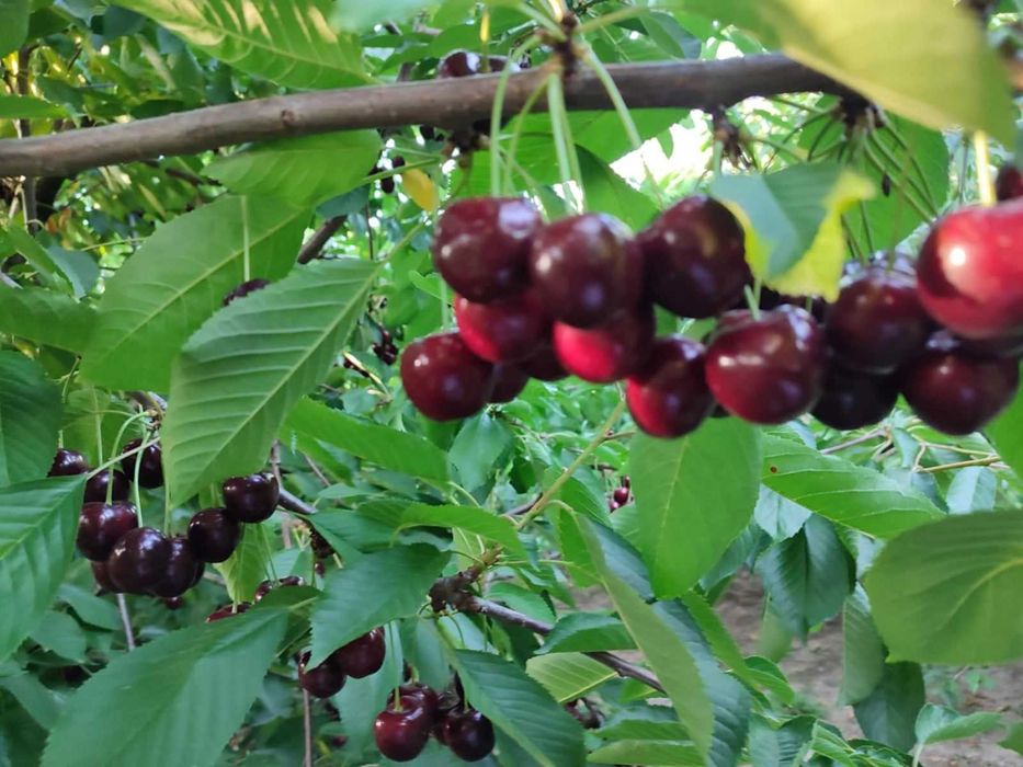 Допоможу схуднути дівчатам та жінкам в обмін на ваші пропозиції