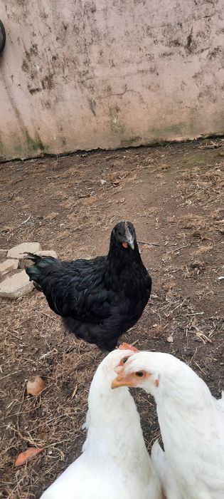 Galos Jersey Gigante Negro 3/4 meses