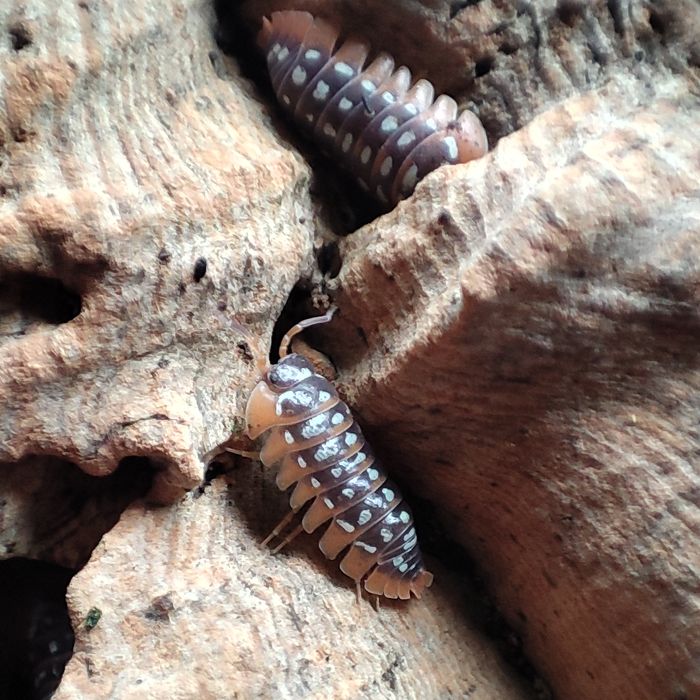 Armadillidium werneri isopody