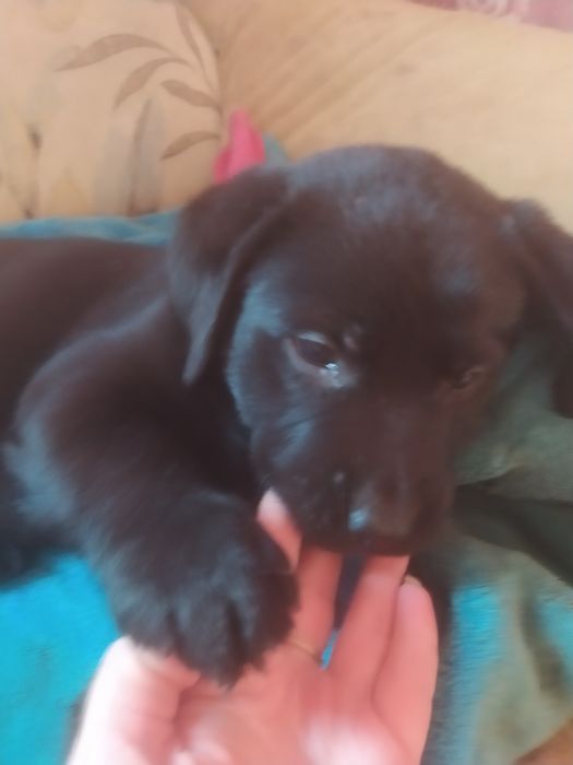 Фото не передає  всієї краси та грації цих чудових малюків.