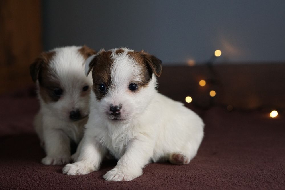 Szczenię z oficjalnej hodowli FCI  ZKwP oddz.  Chojnice