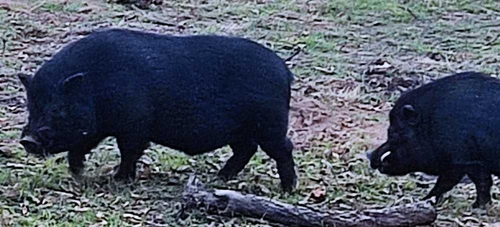 porco preto tamanho médio