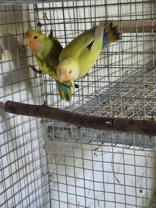 Casal agapornis  rosicollis