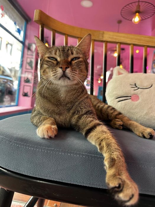 Gata fêmea para adoção responsável