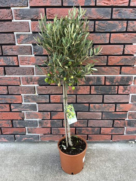 Оливковые деревья с плодами. Киев