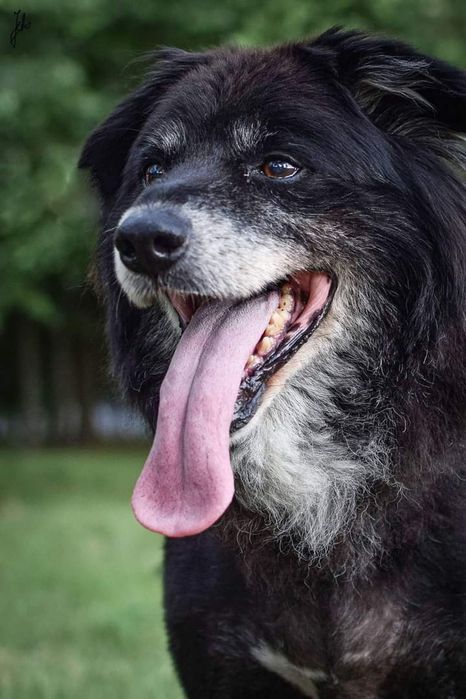Piękny i bardzo kochany psiak musi znaleźć Dom! Czy Go znajdzie?