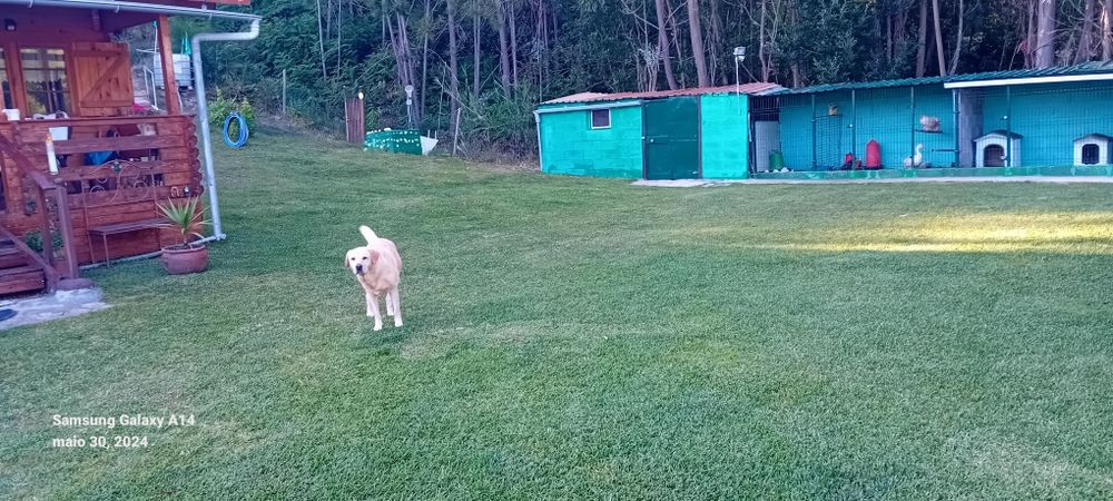 Canil para Cão férias de Verão