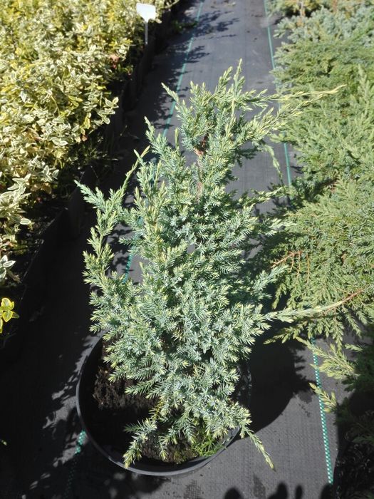 Jałowiec green gold blue carpet lime glow wiltoni prince arrow star