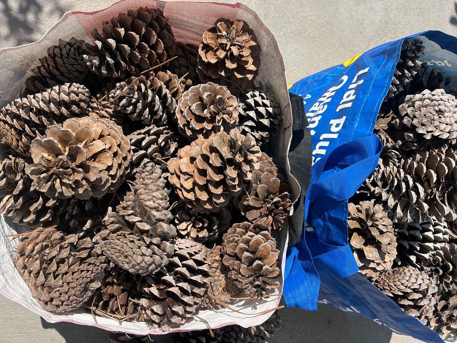 Vendo pinhas naturais para acendalhas de lareira