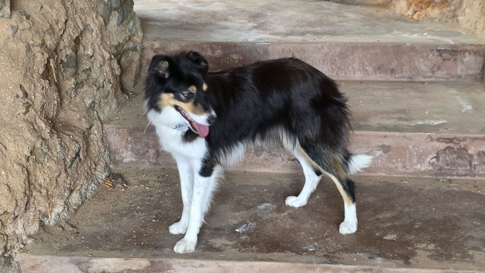 Border Collie tricolor fêmea