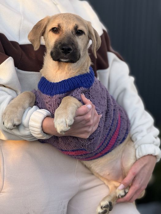 Цуценятко метис лабрадора