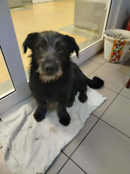 Piesek szuka domu tymczasowego/ stałego