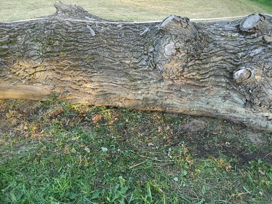 Sprzedam Kłoda dębu