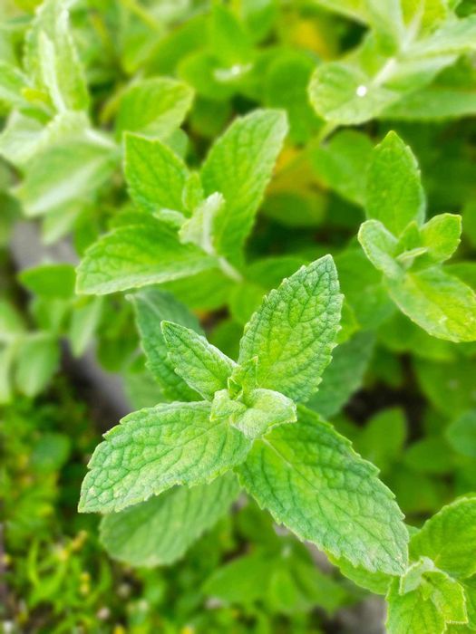 Mięta suszona listki