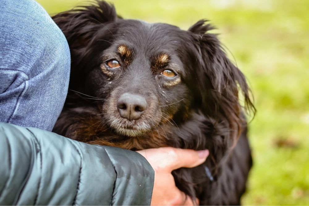 Mały idealny na kanapę, czarny kudłaty piesek do adopcji