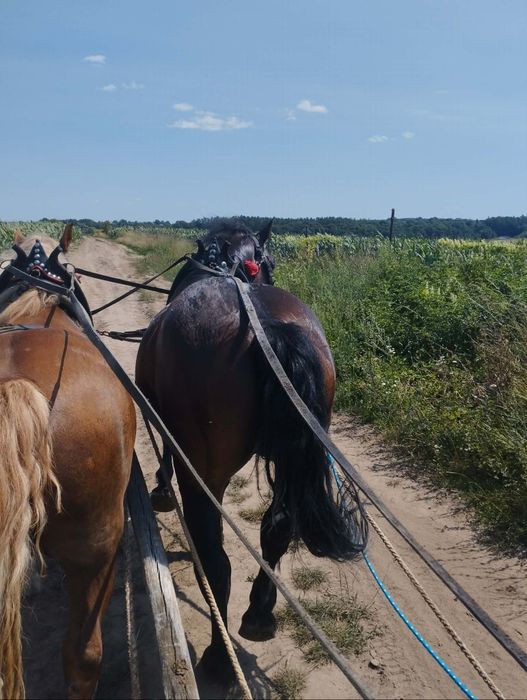 Sprzedam 4 letnia klacz gniadą