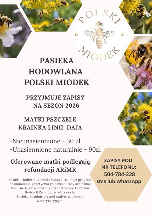 Matka pszczela Krainka Daja nieunasienniona