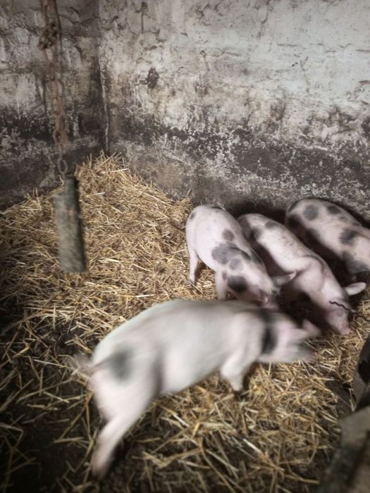 продам поросят .