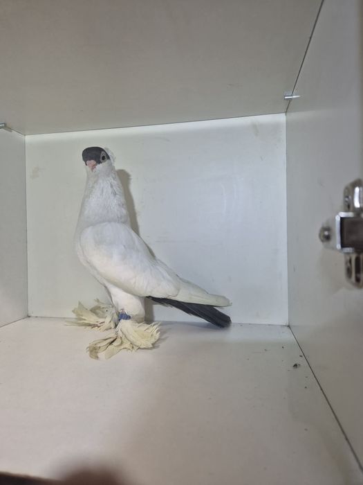 Zmieni dom samica krymki białostockich  z 2024r