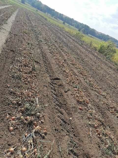 Cebula worek 10 kilo wysyłka inpost prosto od rolnika wysyłka inpost