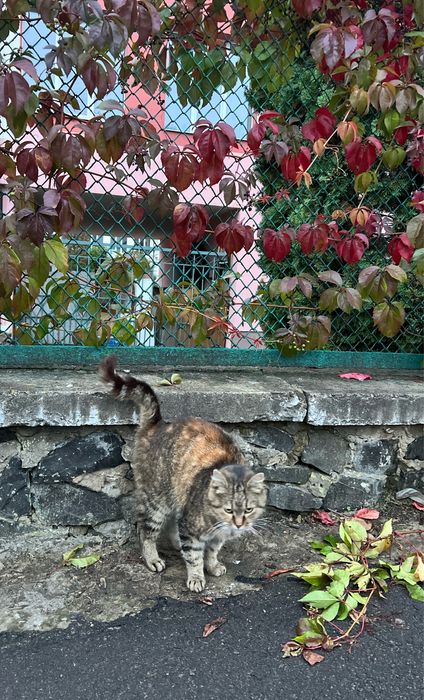 Лагідна кицюня у добрі руки