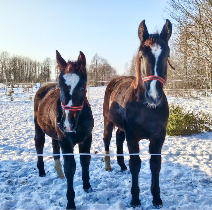 Klacz Śląska programowa