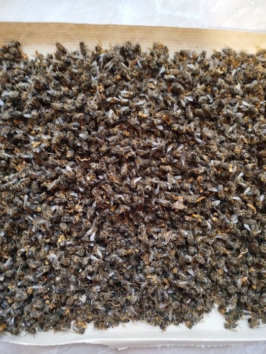 Подмор пчел высушен