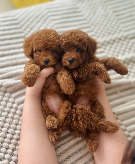 Дівчинка і хлопчик той пудель, мінні