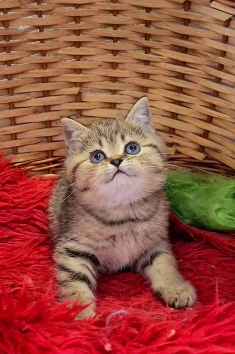 Антістресік плюшевий і ручний