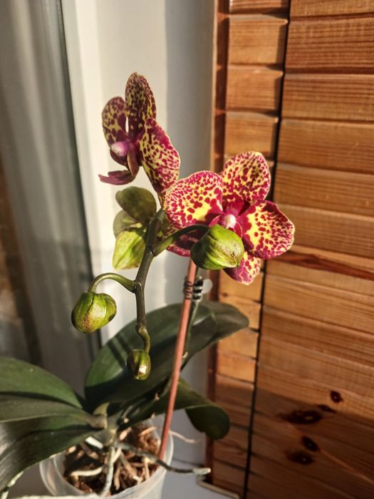 Продам домашню квітучу орхідею  сорт  Yellow Leopard, Рослина гарна.