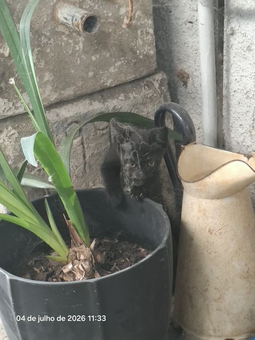 Gatinho para adopção