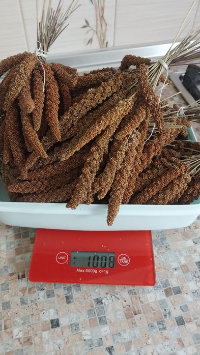 Чумиза врожай 2025 року 0,5 кілограм 250 грн