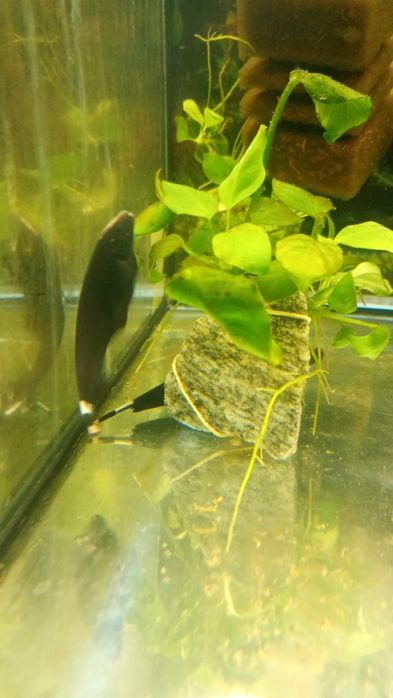 Duch amazoński duch