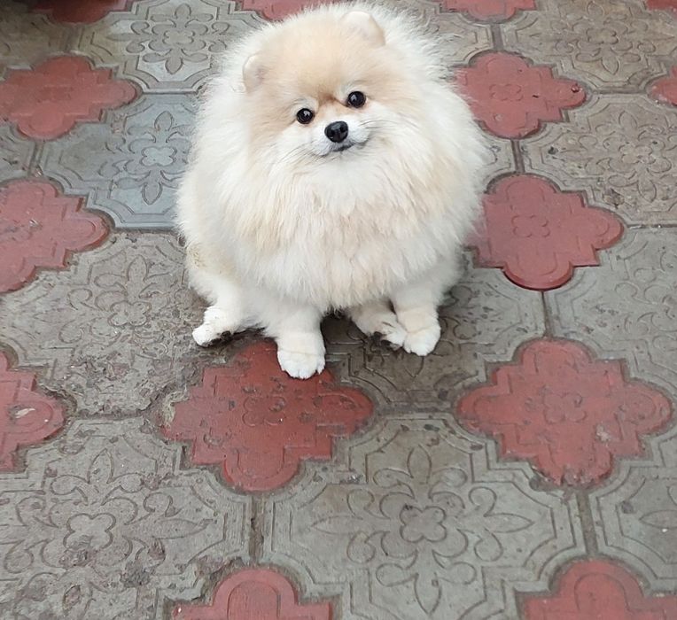 Померанский шпиц девочка крем окраса,КСУ.