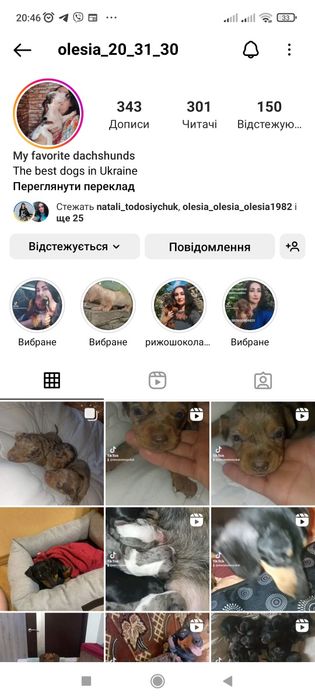 Голубоокі таксята мерле