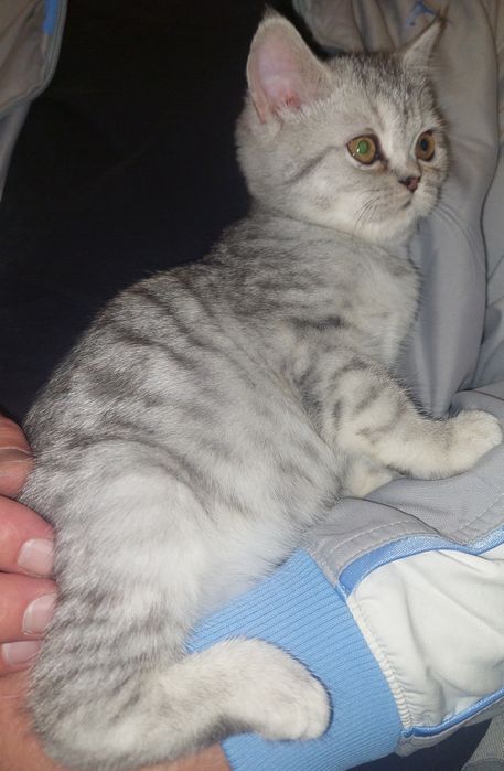 Скоттиш страйт котёнок. Девочка.