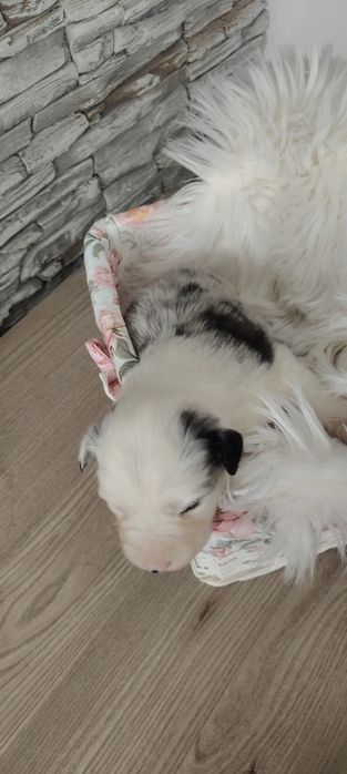 Border Collie suczka blue marle