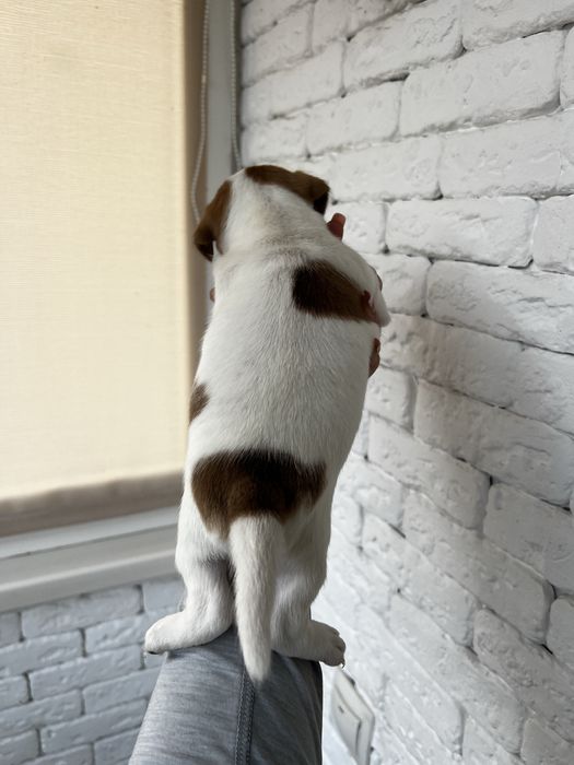 Хлопчики та дівчатка джек рассел терьера