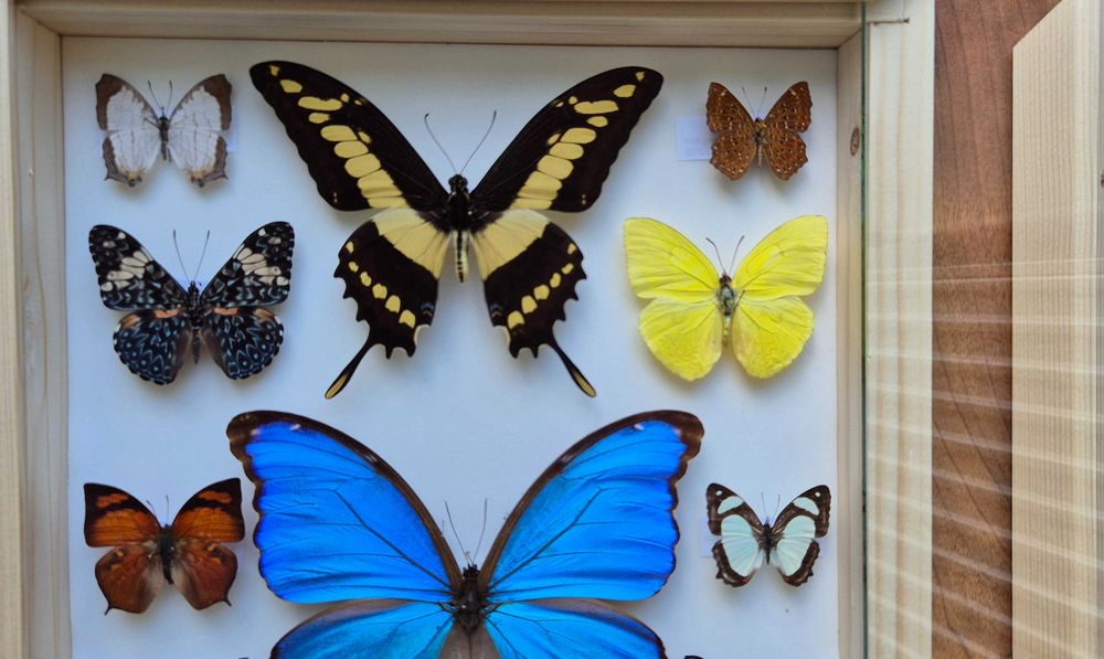 Gablotka motyle Morpho godarti didius Papilio Cyrestis i inne na ścianę